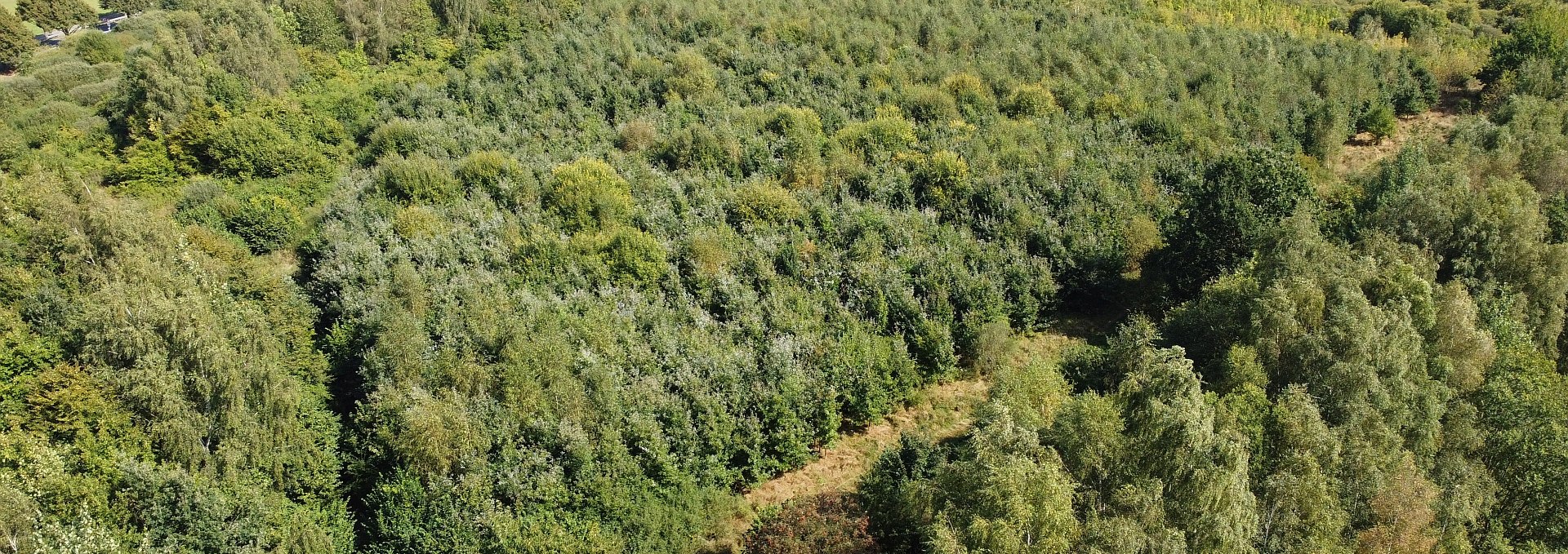 Klimawald Biosphärenreservat Schaalsee, © Landesforst MV