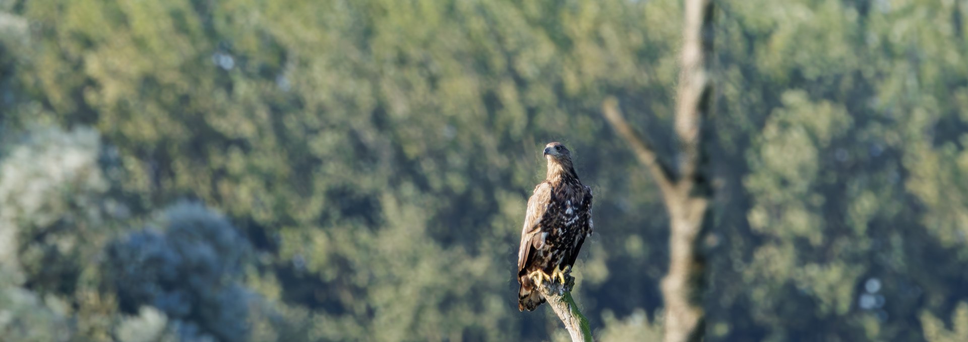 Junger Seeadler, © Kevin Hempel/ Vogeltouren MV