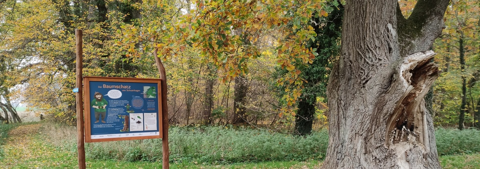 Beginn des Lehrpfads an alter Eiche hinter dem Forstamt Schuenhagen, © Liv E. Ipsen