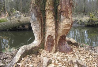 Von Bibern benagter Baum, © Gudrun Marin-Ziegler