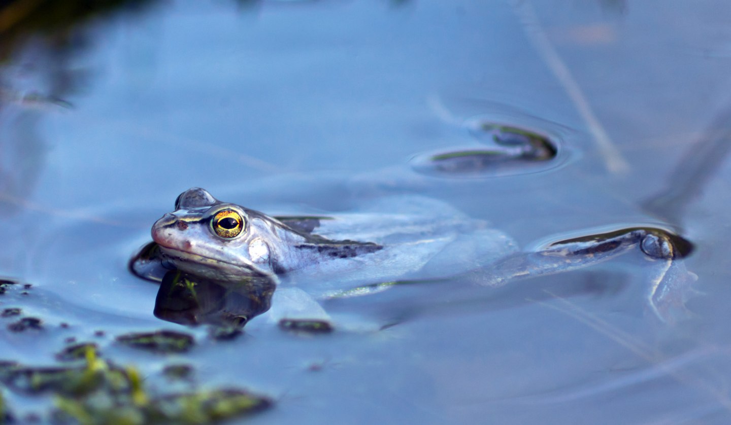 Moorfrosch, © Informationszentrum Wald & Moor