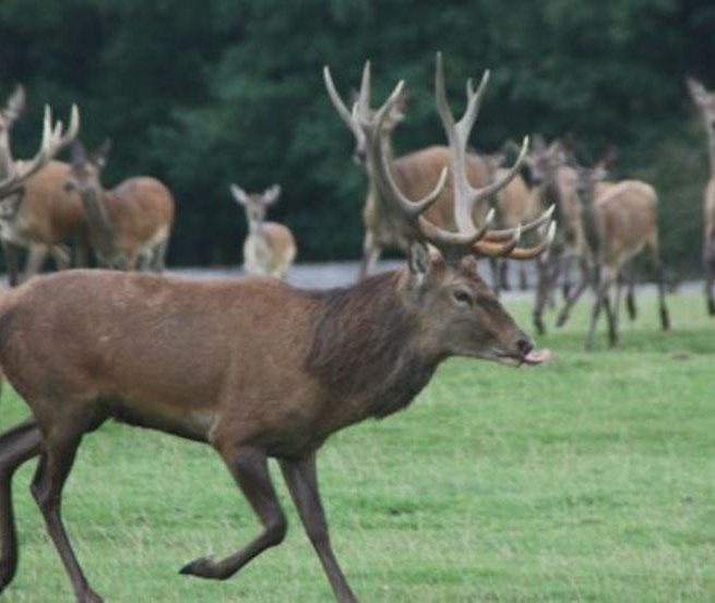 Wildgehege auf 35 ha für Dam- und Rotwild, Tiere werden lebend weitervermarktet oder das Wildfleisch kann im hauseigenem Hofladen gekauft werden, © AG Chemnitz