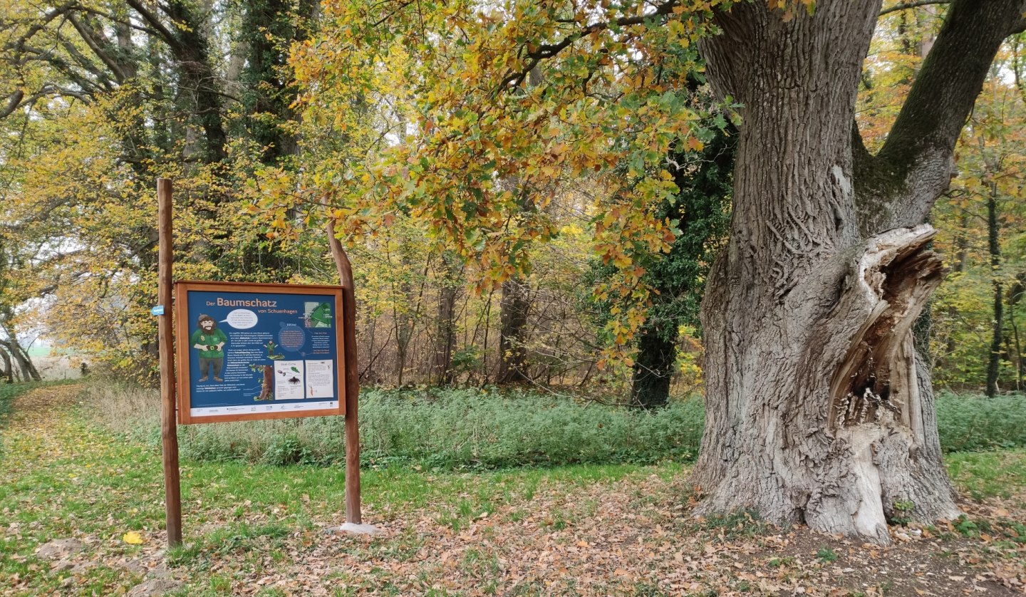 Beginn des Lehrpfads an alter Eiche hinter dem Forstamt Schuenhagen, © Liv E. Ipsen