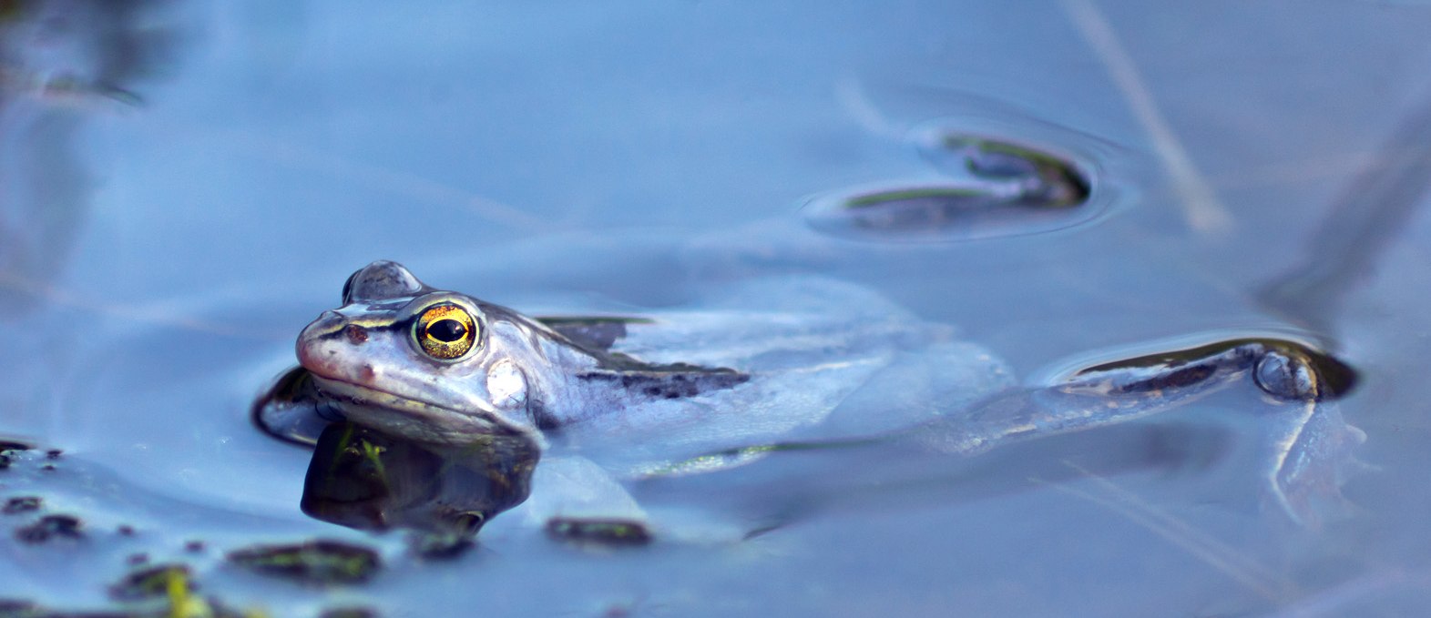 Moorfrosch, © Informationszentrum Wald & Moor