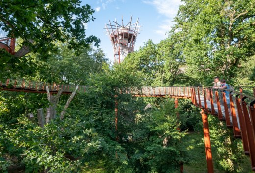 Auf dem neuen Baumkronenpfad Ivenacker Eichen kommen Familien und Naturfreunde  den Geheimnissen der Bäume auf die Spur, © TMV/Tiemann