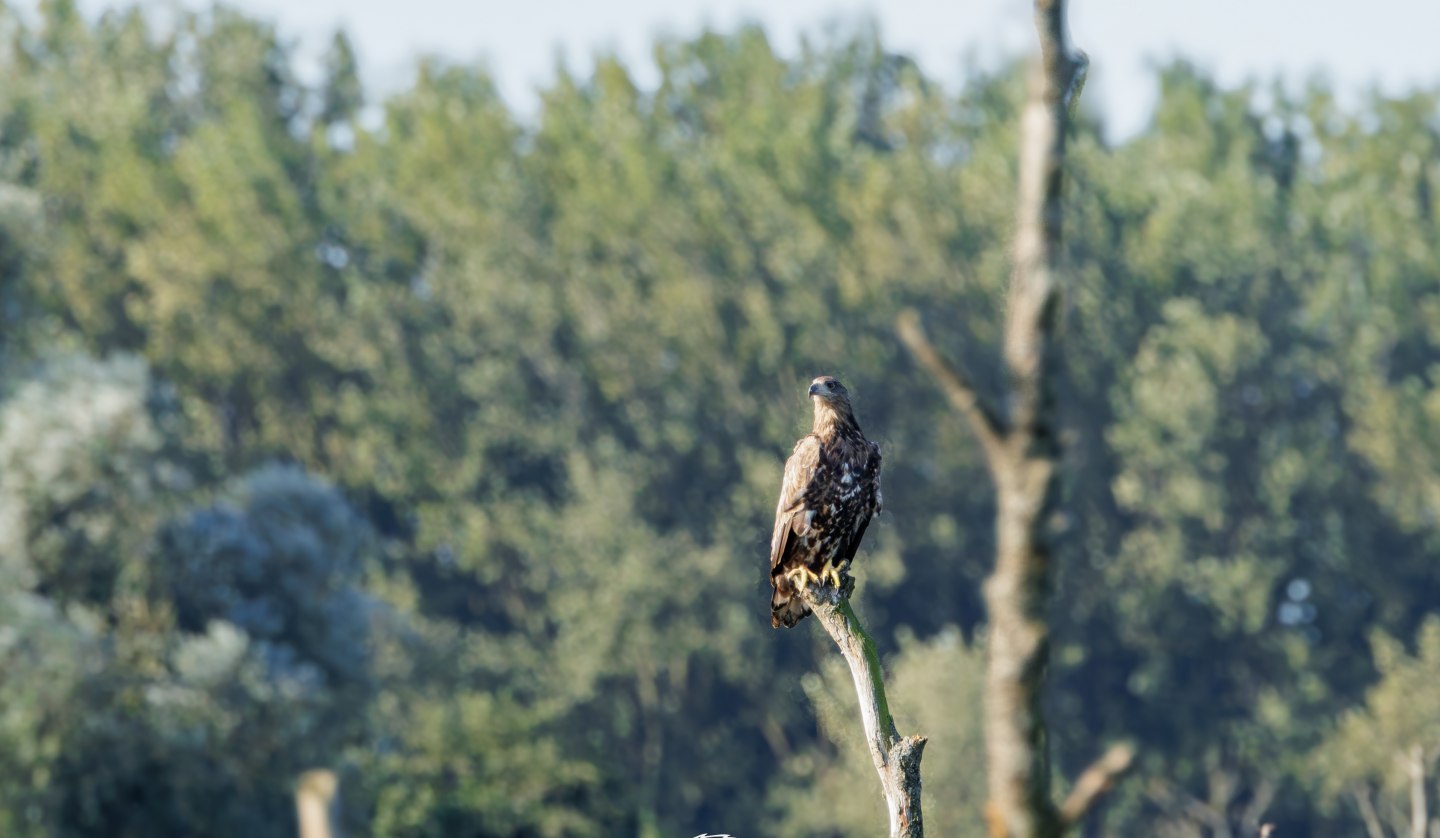 Junger Seeadler, © Kevin Hempel/ Vogeltouren MV