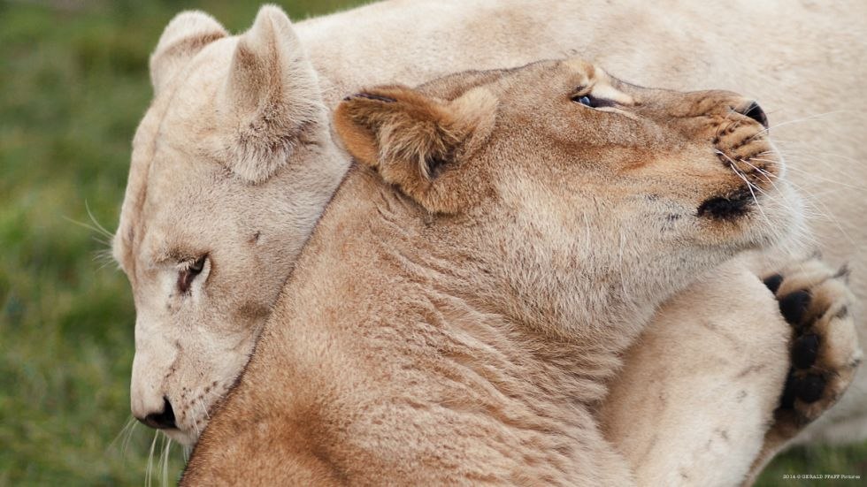 Die weiße Löwin Ava und ihre Schwester Jade, © Gerald Pfaff, Erlebnis- & Tigerpark Dassow