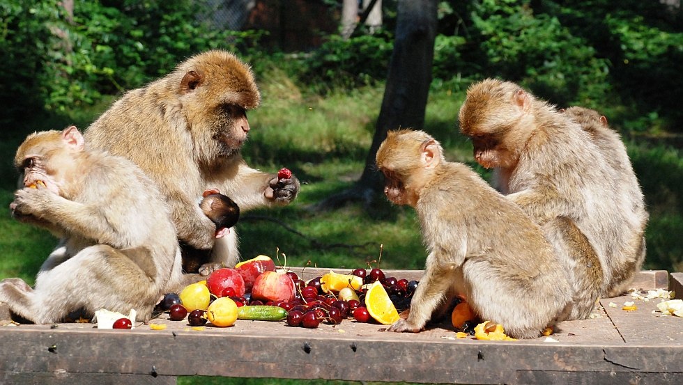 Reichgedeckter Tisch für die Berberaffenfamilie, TierparkUeckermünde, © Tierpark Ueckermünde