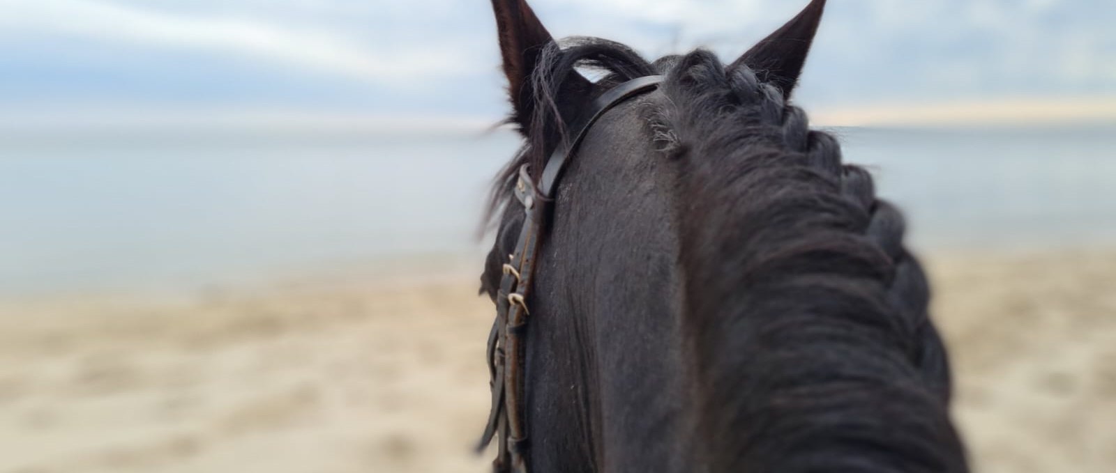 Auf einem Friesen am Meer, © Hotel Friesenhof