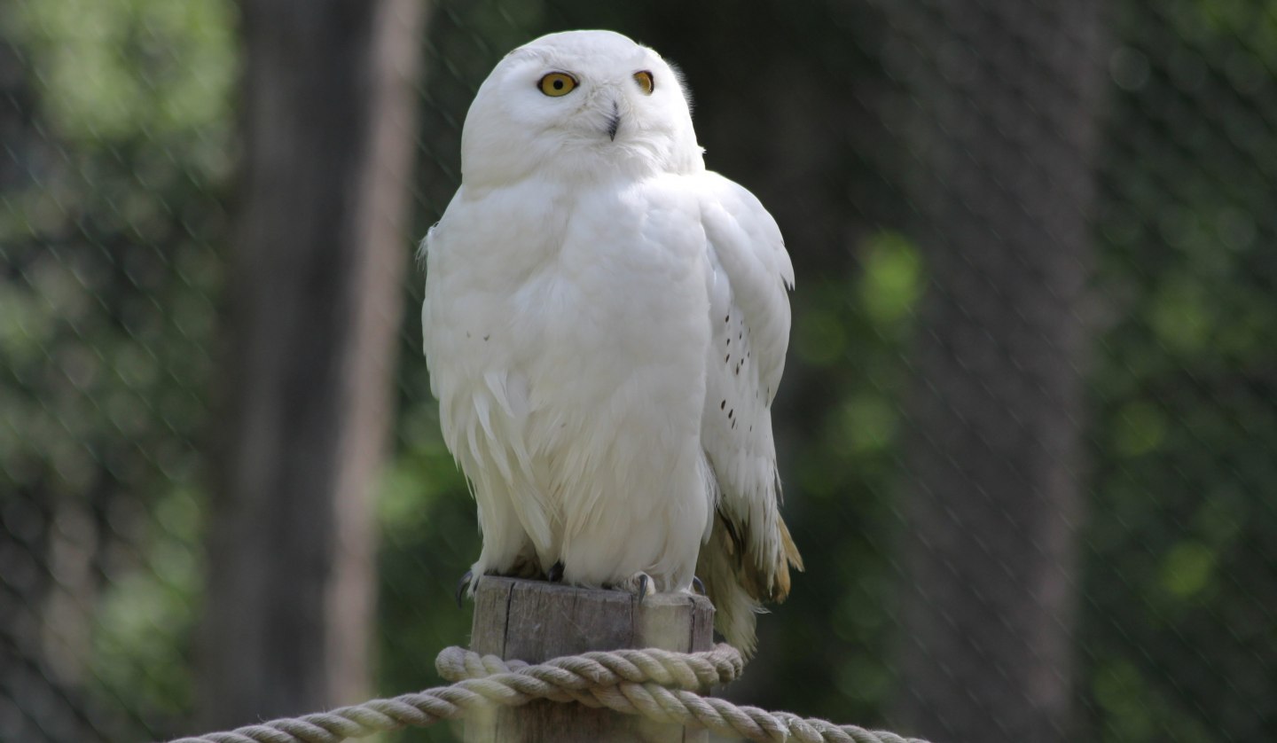 Schnee-Eule auf dem Eulenberg im Wildpark-MV, © Wildpark-MV