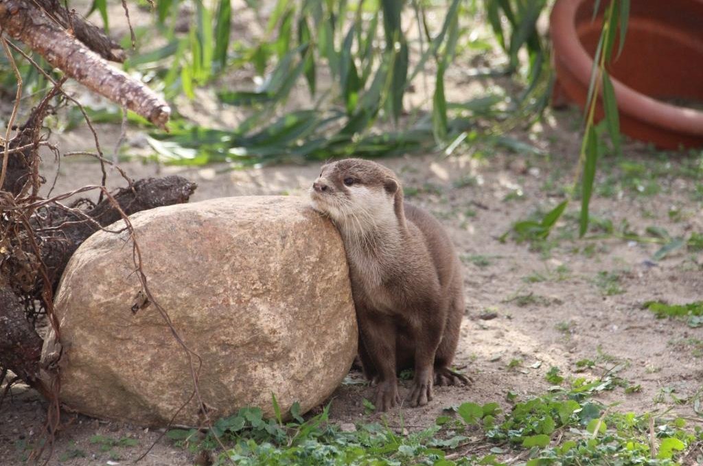 Fischotter, © Tiererlebnispark Müritz