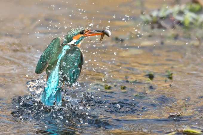 Eisvogel, © Knut Fischer