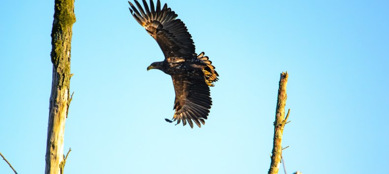 Reise ins Revier der Seeadler, © Vogeltouren MV