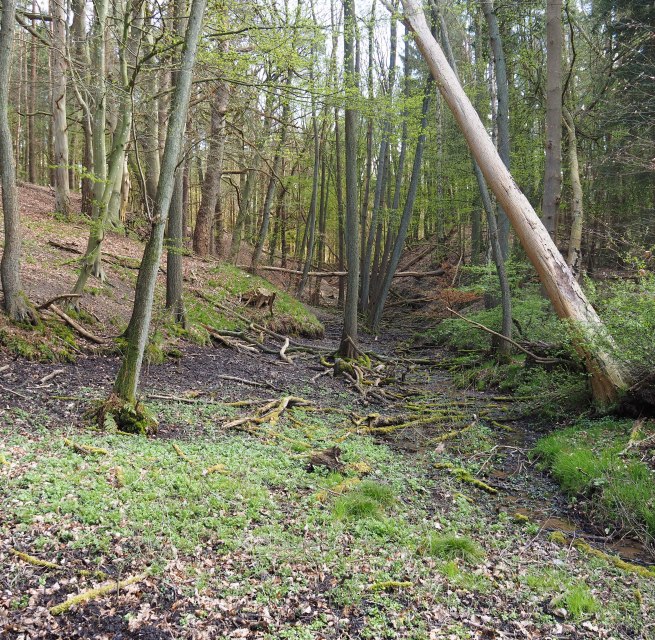 Erosionsrinne am Wanderweg, © Naturpark Sternberger Seenland; Volker Brandt