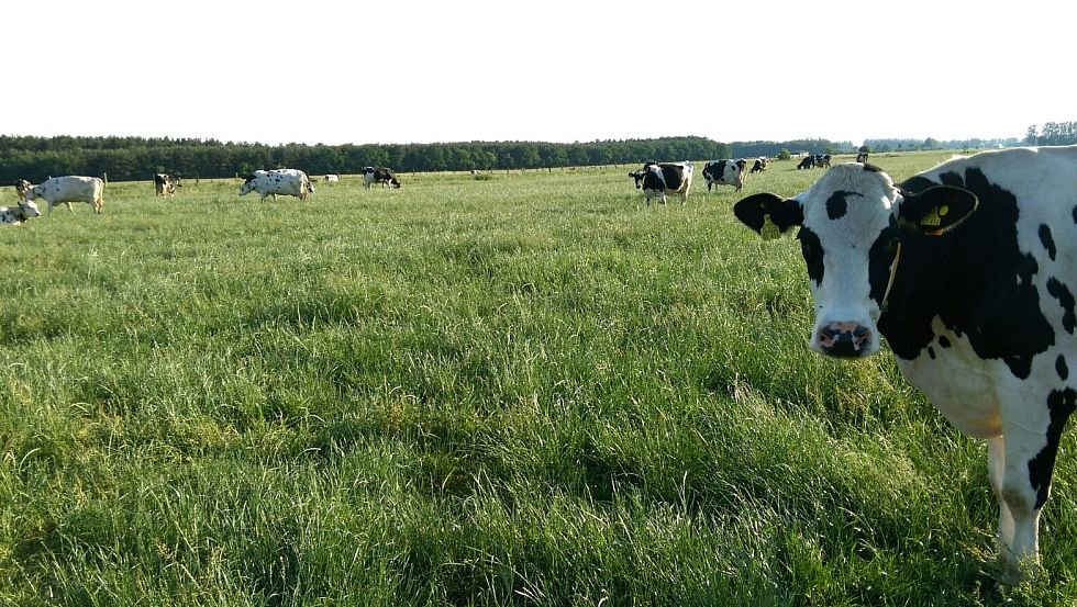 Unsere Kühe haben viel Auslauf auf der saftig, grünen Wiese., © Milchhof Warlin