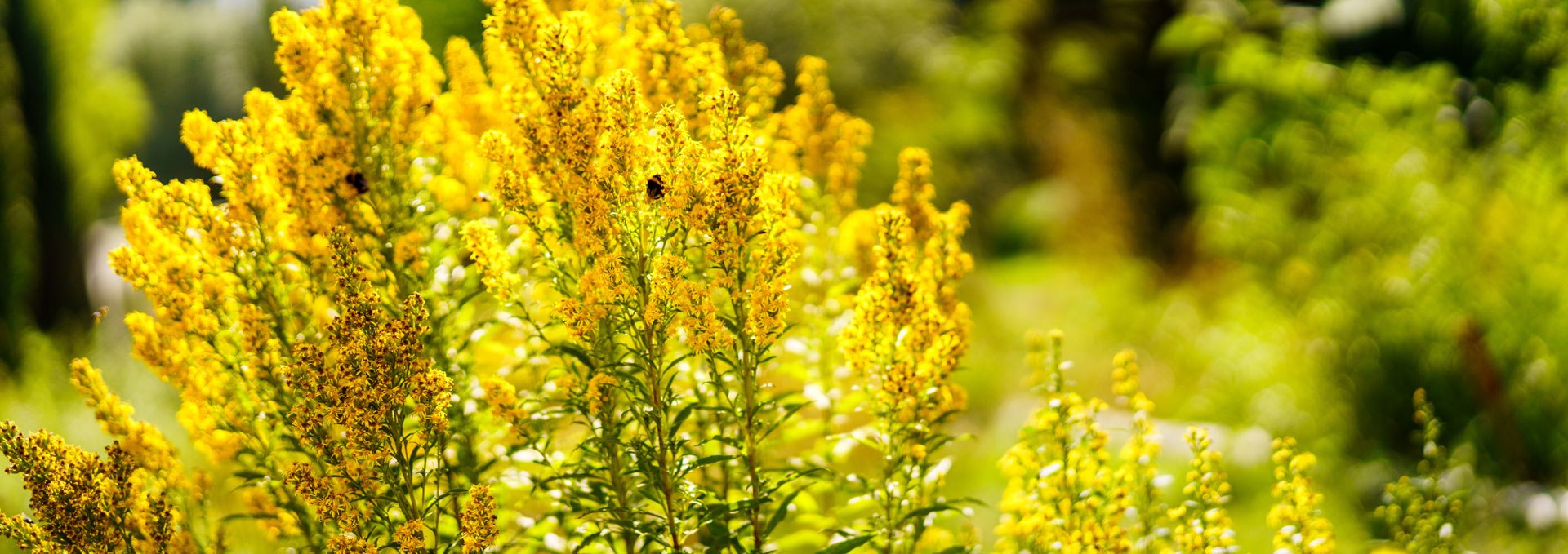 Klosterkräutergarten Himmelpfort, © André Wirsig