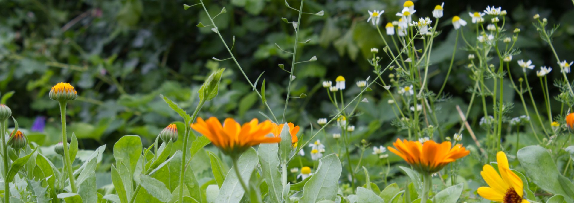 Ringelblumen und Kamille im Garten des Wildkräuterhos Winkelkraut, © Wildkräuterhof Winkelkraut / Antje Conrad