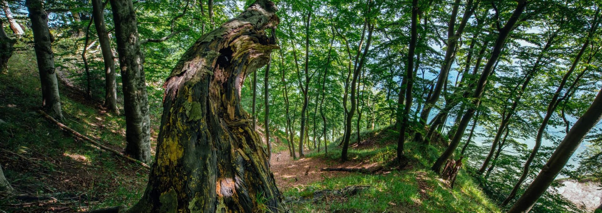 Nationalpark Jasmund: Der Mensch darf nicht eingreifen. Und auch nichts wegräumen. Die Natur kümmert sich um alles selbst, © TMV/Tiemann