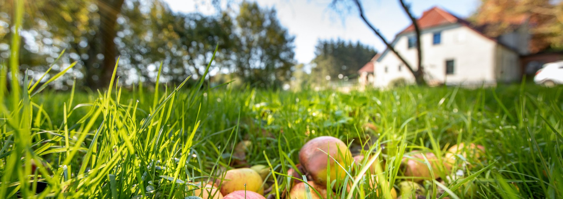 Streuobstwiese im Herrenhaus, © Florian Foest