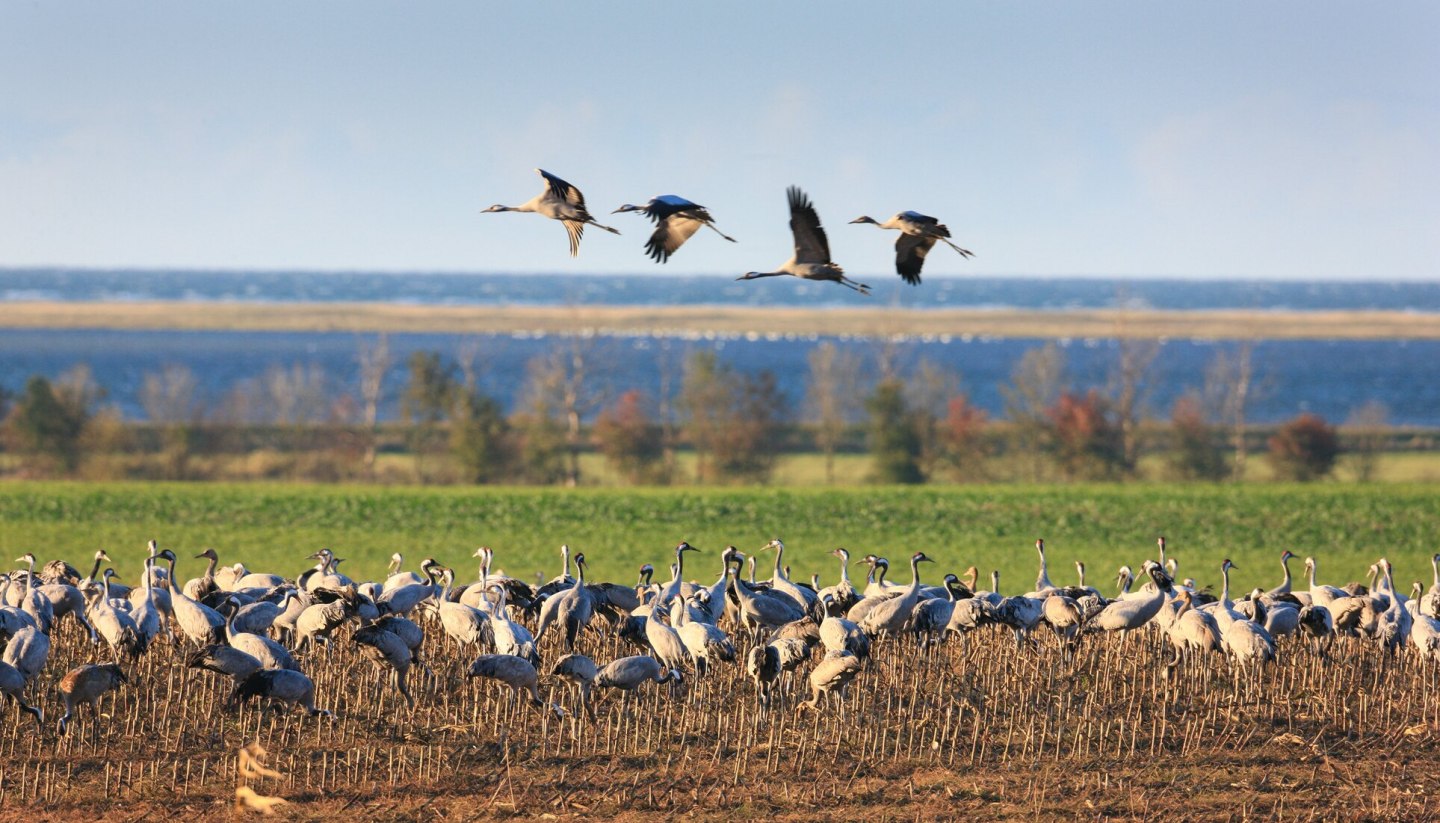 In überwältigender Zahl bevölkern Kraniche Feld und Himmel über Fischland-Darß-Zingst, © TMV/Grundner