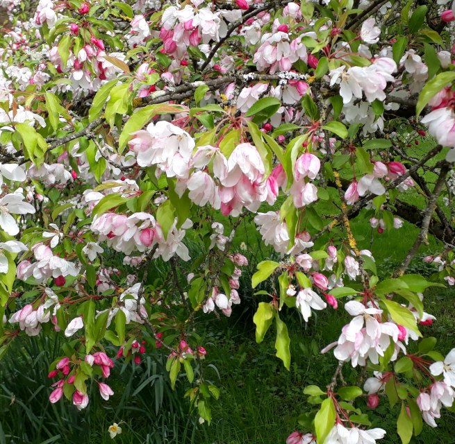 Apfelblüte im Arboretum Greifswald, © Angela Pfennig