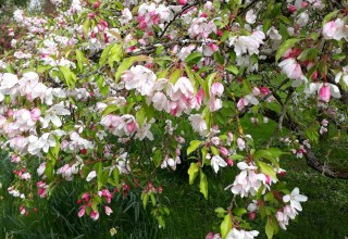 Apfelblüte im Arboretum Greifswald, © Angela Pfennig