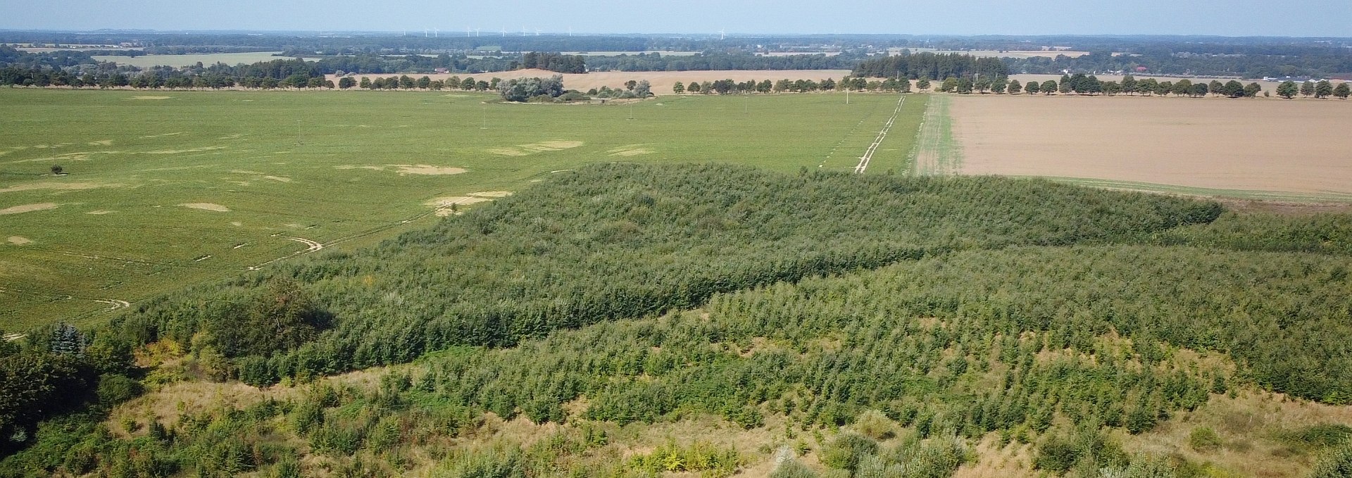 Klimawald Herren Steinfeld, © Landesforst MV