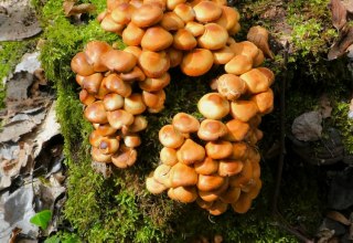 Naturerlebnis–Wanderung "Frühjahrspilze und Vogelstimmen", © Lutz Spindler