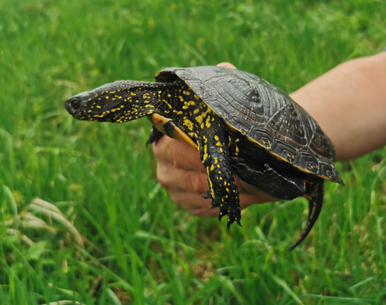 Europäische Sumpfschildkröte, © Markus Tschakert