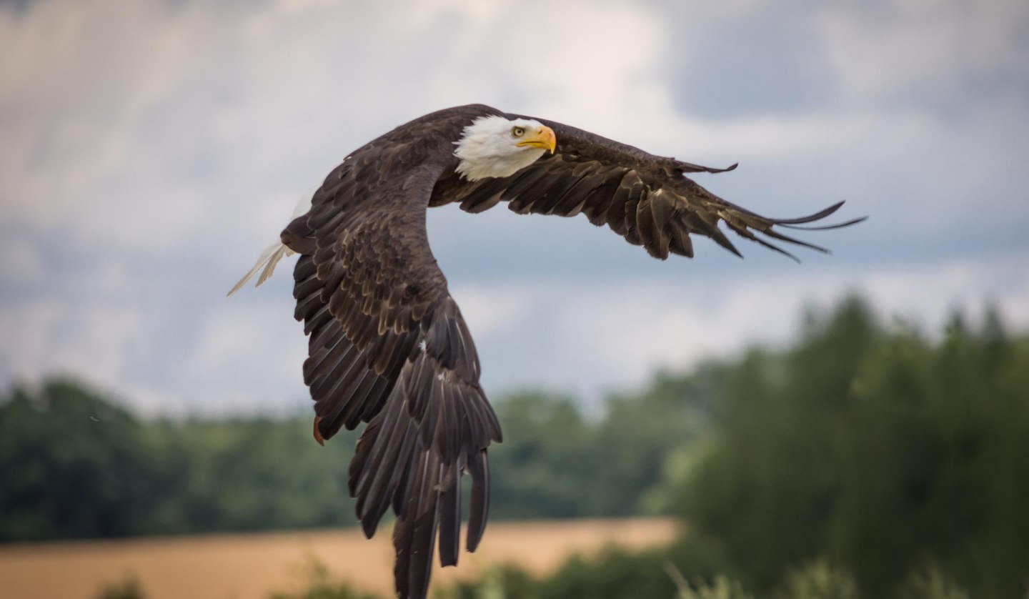 Naturfilm über Seeadler, © Sven Lachmann from Pixabay