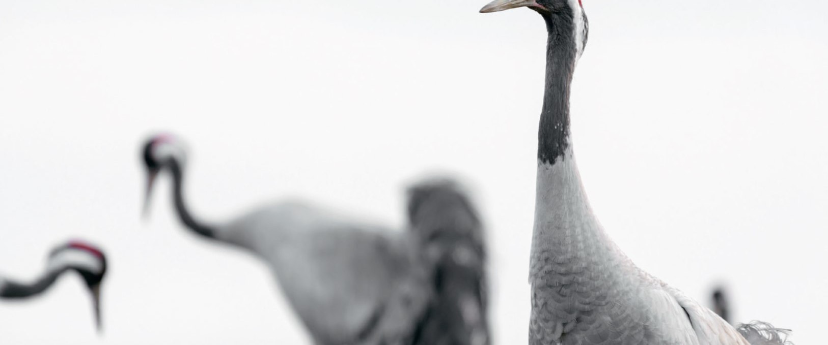 die hakabé Fotoreihe, © Dieter Damschen