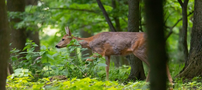 © Erlebnis Akademie AG/ Naturerbe Zentrum Rügen