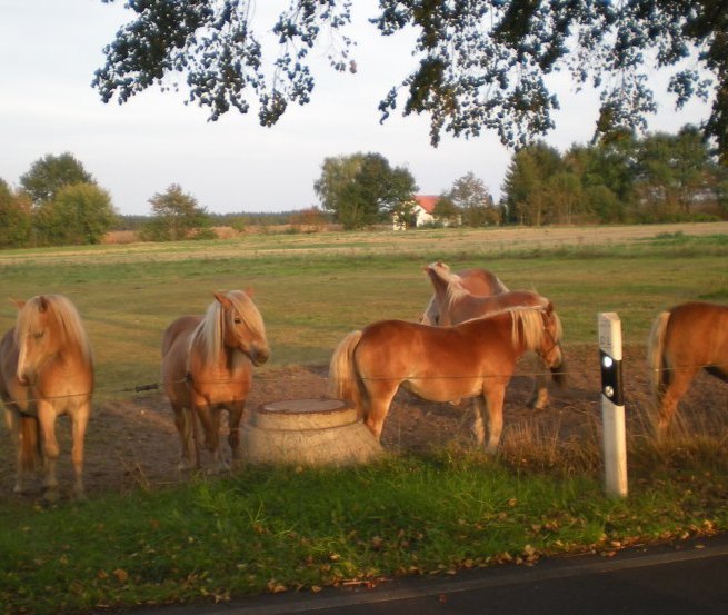 Die Haflinger des Haflingerhof-Tack erwarten Sie, © Haflingerhof Tack/ Volker Tack