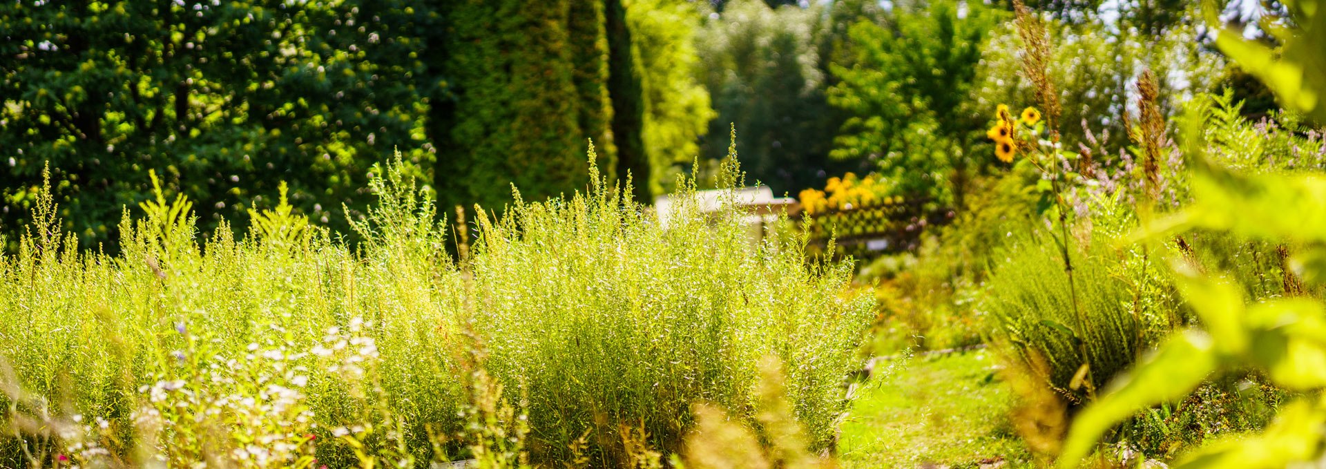 Klosterkräutergarten Himmelpfort, © André Wirsig