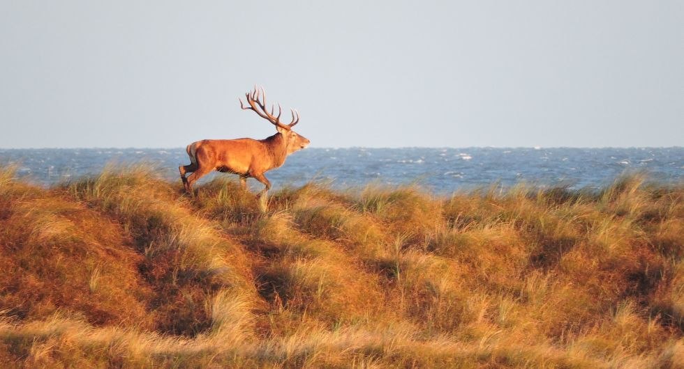 Hirsch in den Dünen am Darßer Ort, © TMV/Narkus