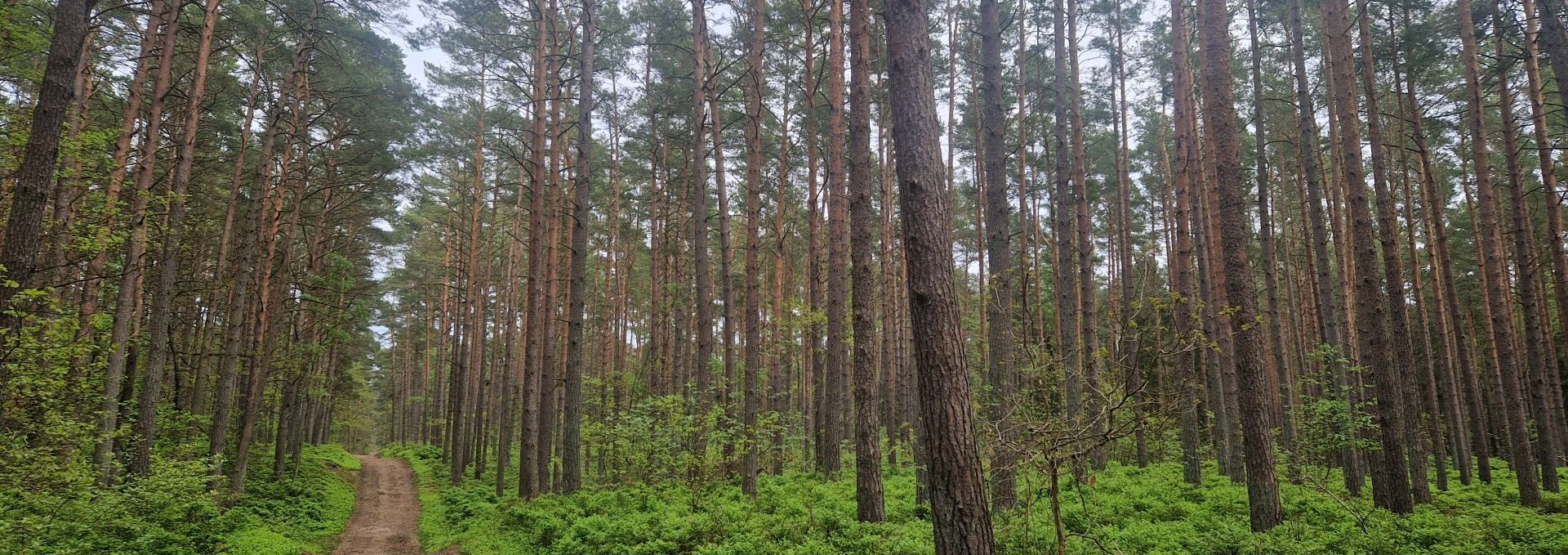 Wanderung Baaber Heide, © Kurverwaltung Goehren