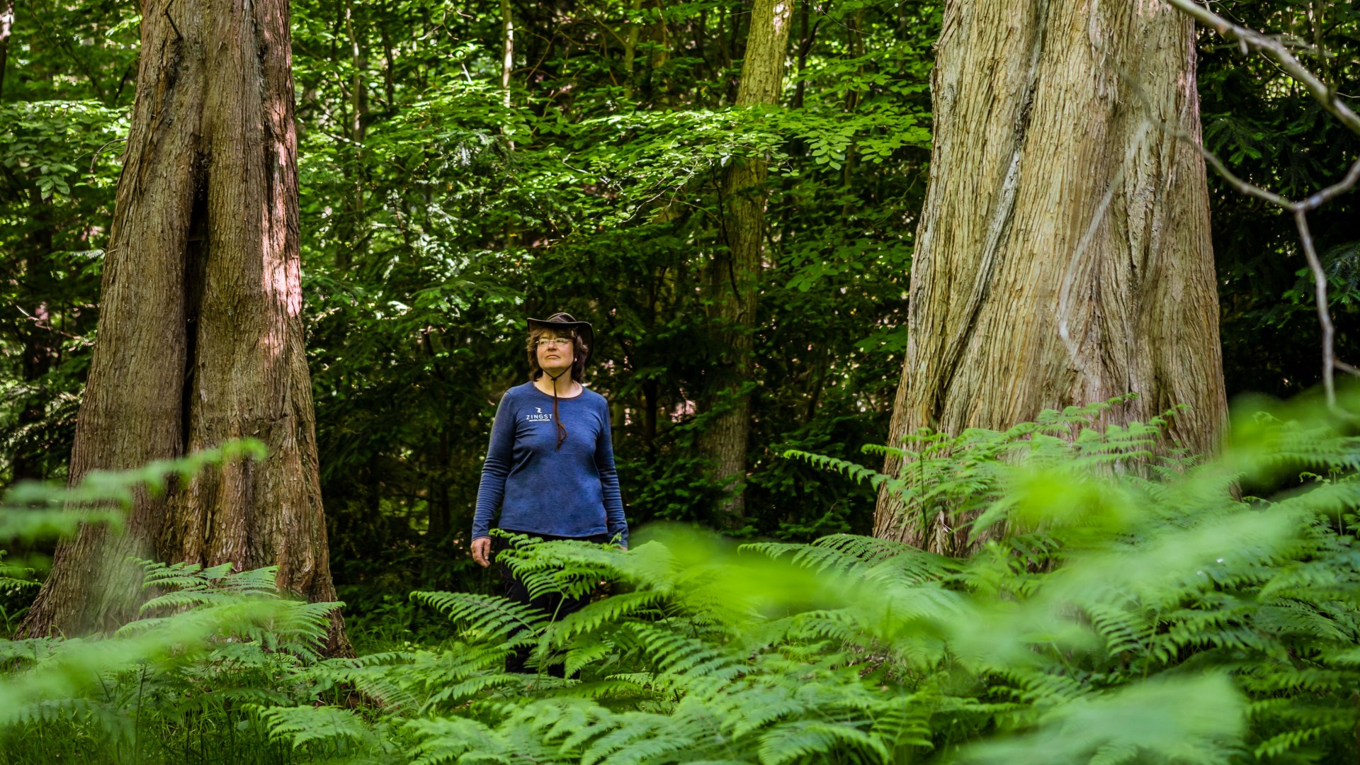 Wanderführerin Sylva Juhnke bei den Mammutbäumen im Osterwald auf Zingst., © TMV/Tiemann