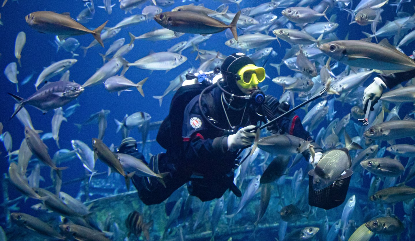 Ein Taucher im größten Aquarium des OZEANEUMs füttert die Fische. (Foto: Anke Neumeister/Deutsches Meeresmuseum)