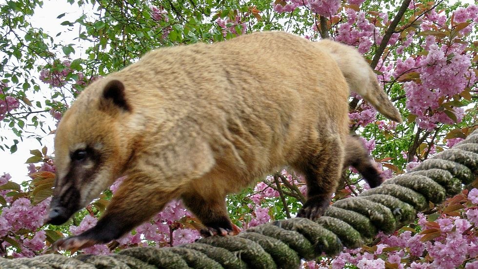 Die Nasenbären laufen auf dicken Seilen direkt über den Köpfen der Besucher, © Tierpark Wismar