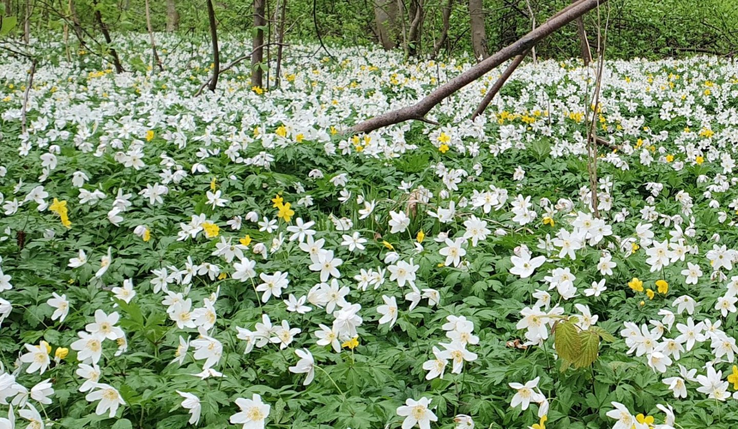 Fruehlingserwachen (c) Kurverwaltung Goehren, © Kurverwaltung Goehren