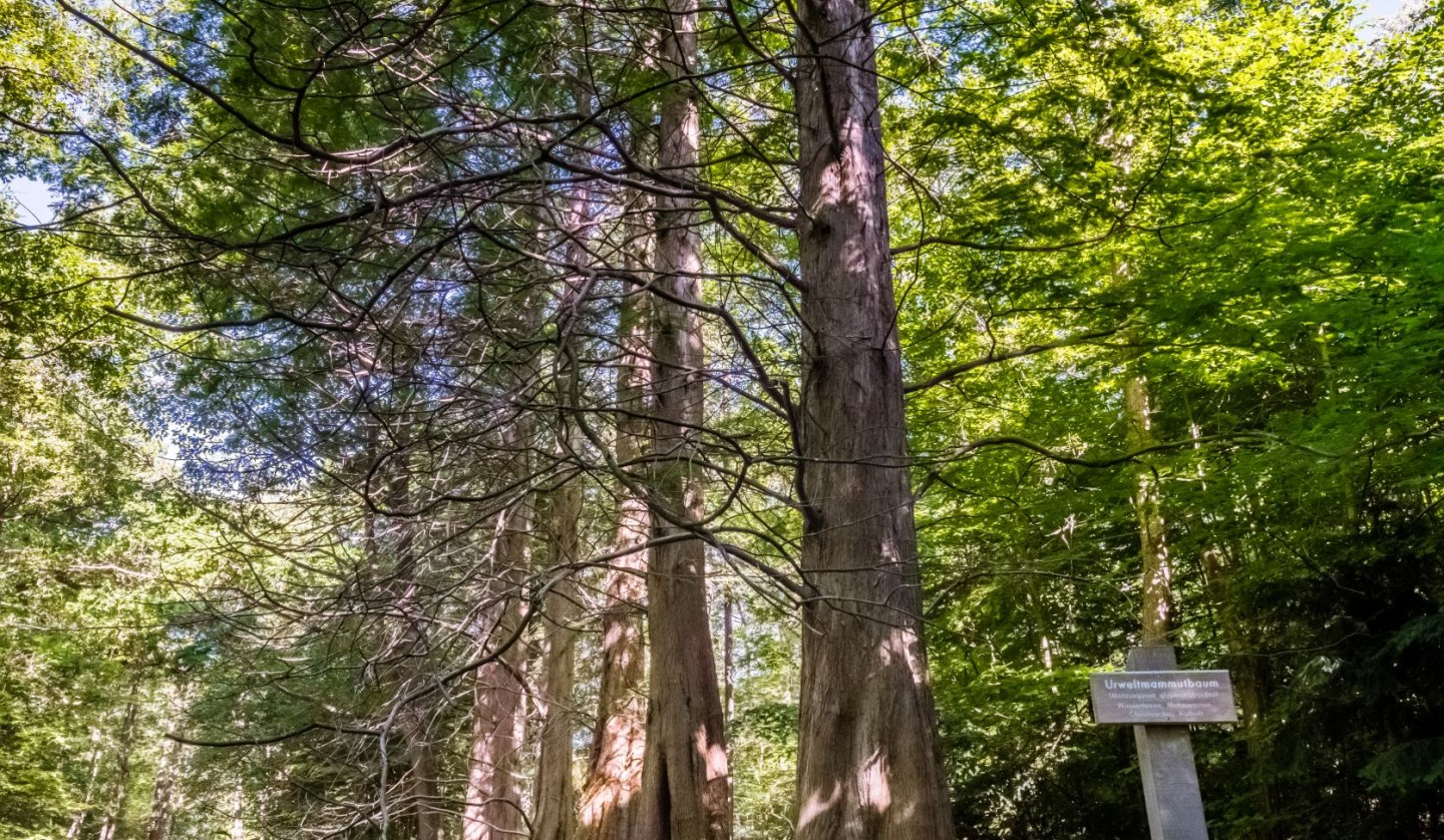 Mammutbäume im Osterwald Zingst, © TMV_Tiemann