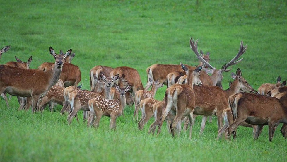 Ein Spaziergang zur Rotwildherde mit ihren Kälbern lohnt sich., © SaBö-Hof