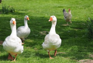 Auf dem Hof leben neben Gänsen auch noch Kühe, Hühner, Kaninchen und Katzen., © Ferienhof Hafflandsichten