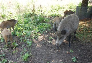 Im Freigehege ist eine Rotte Wildschweine zu sehen., © Gabriele Skorupski