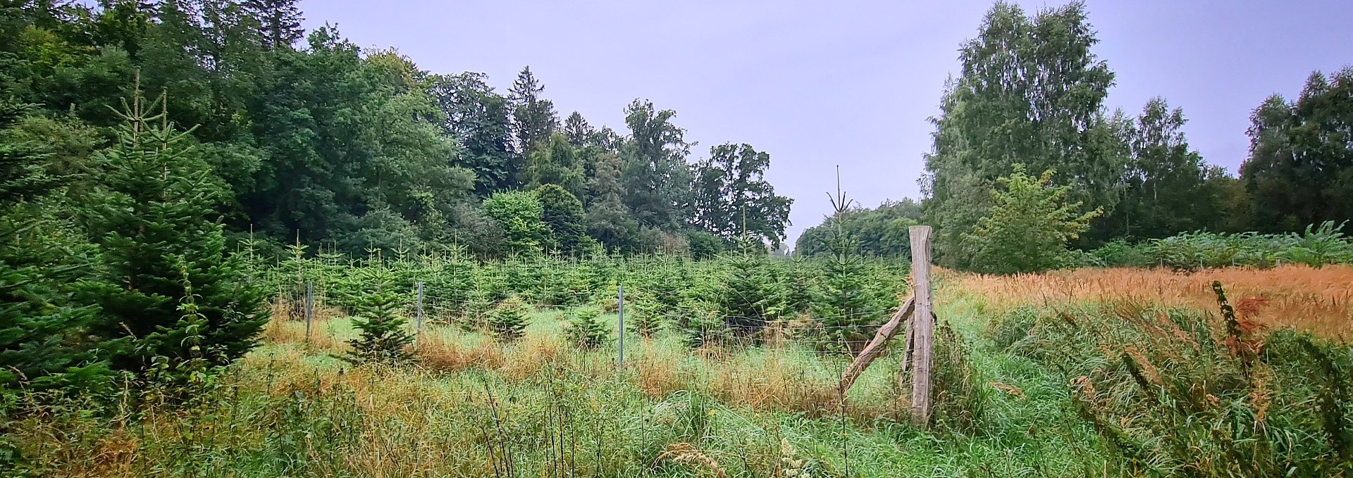 Klimawald Sehlen, © Landesforst MV