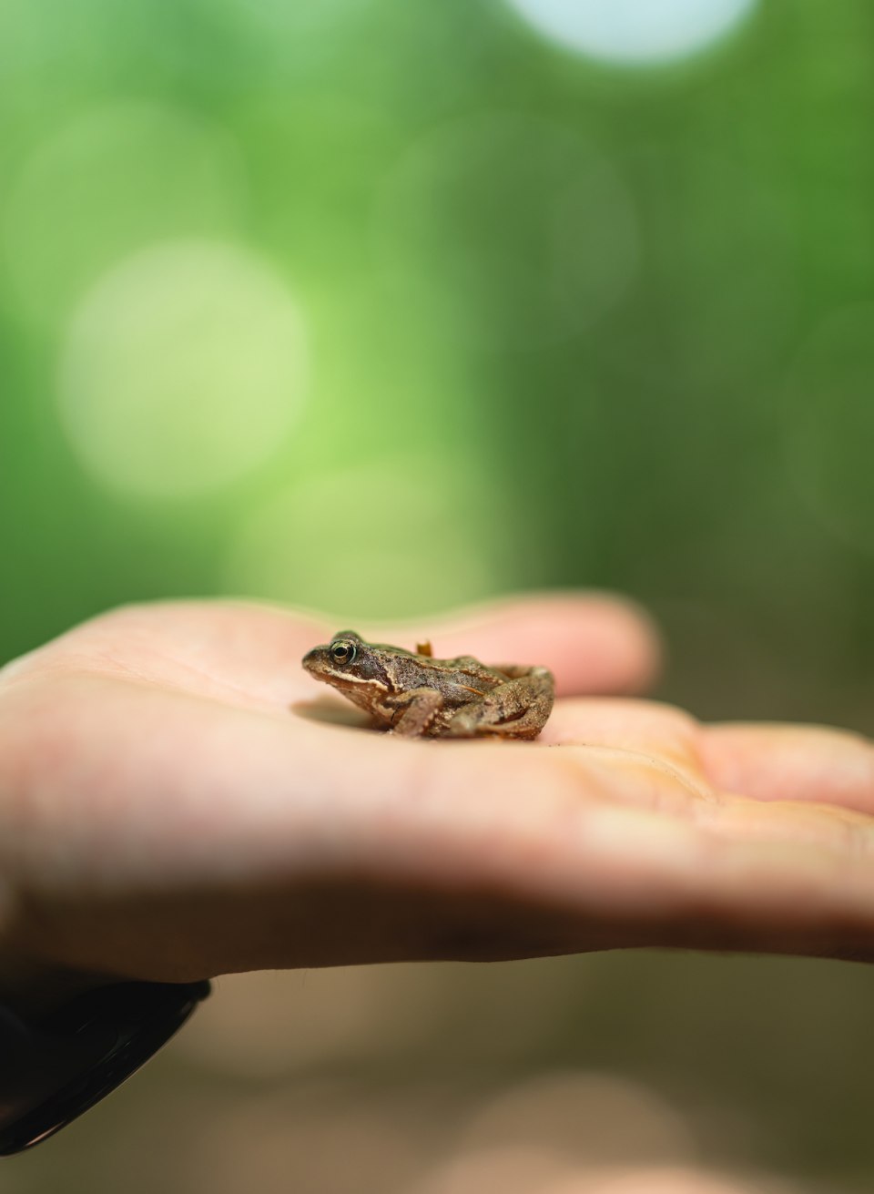 Im Frühjahr quaken hier Frösche und Libellen schwirren umher., © TMV/Gross