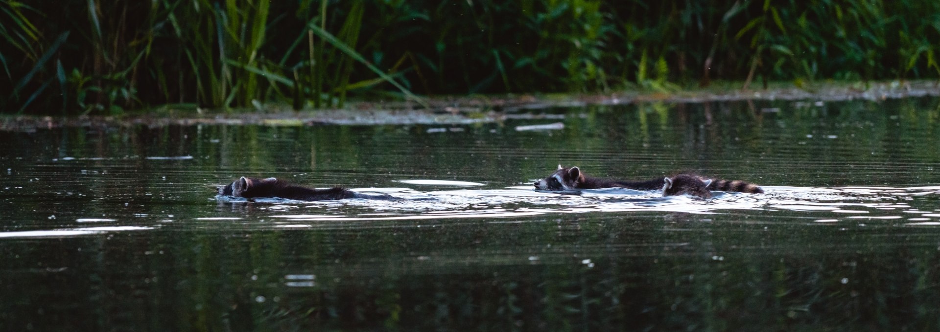 Überraschende Begegnung mit Waschbären, © Erik Groß