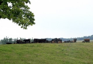 Weidelandschaft in Klepelshagen, © Sabrina Wittkopf-Schade