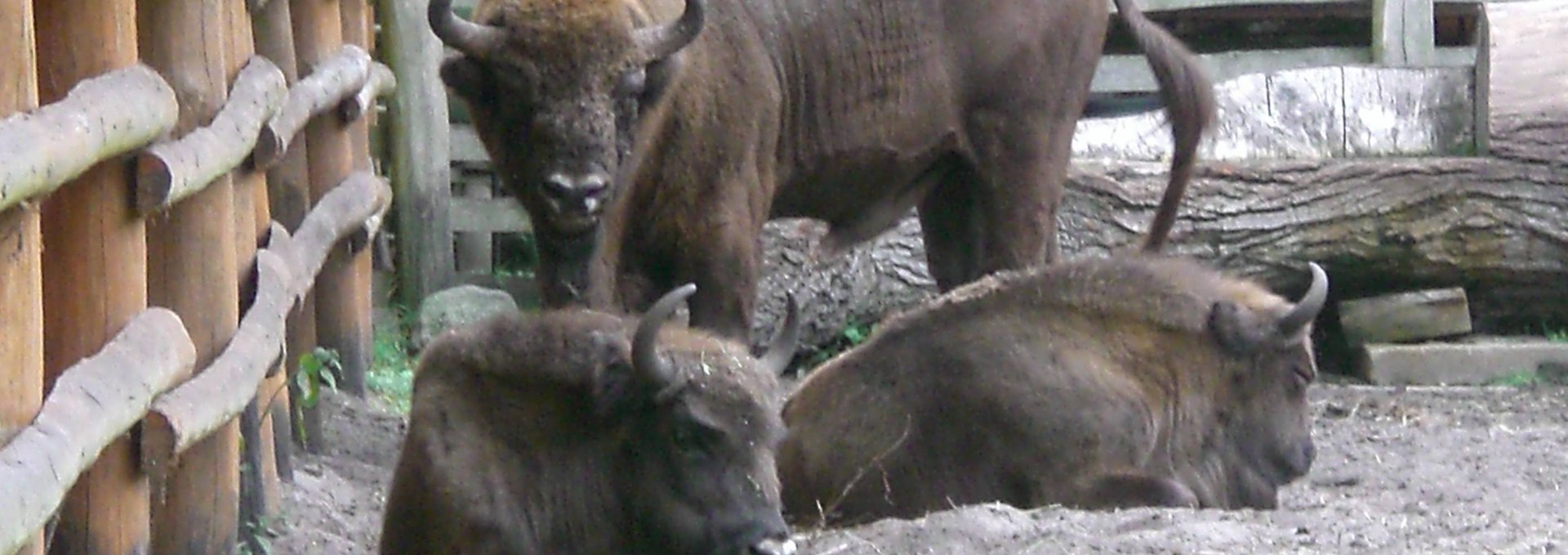 Wisent-Schaugehege, © Pomorze Zachodnie