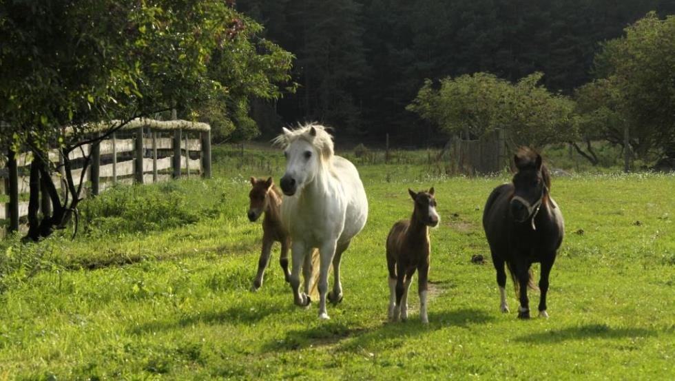 Das flotte Toben der Ponyherde des Landurlaub Diemitz, © Landurlaub Diemitz/ Renate Strohm